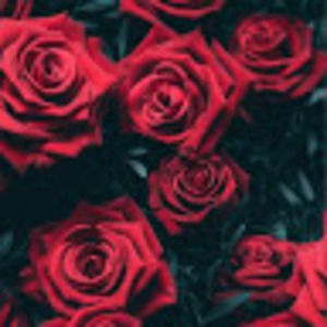 Meet your Posher, Ryleighbear